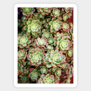 Succulents of Marina Del Rey Sticker